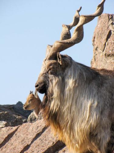 picture_of_the_day_markhor_1